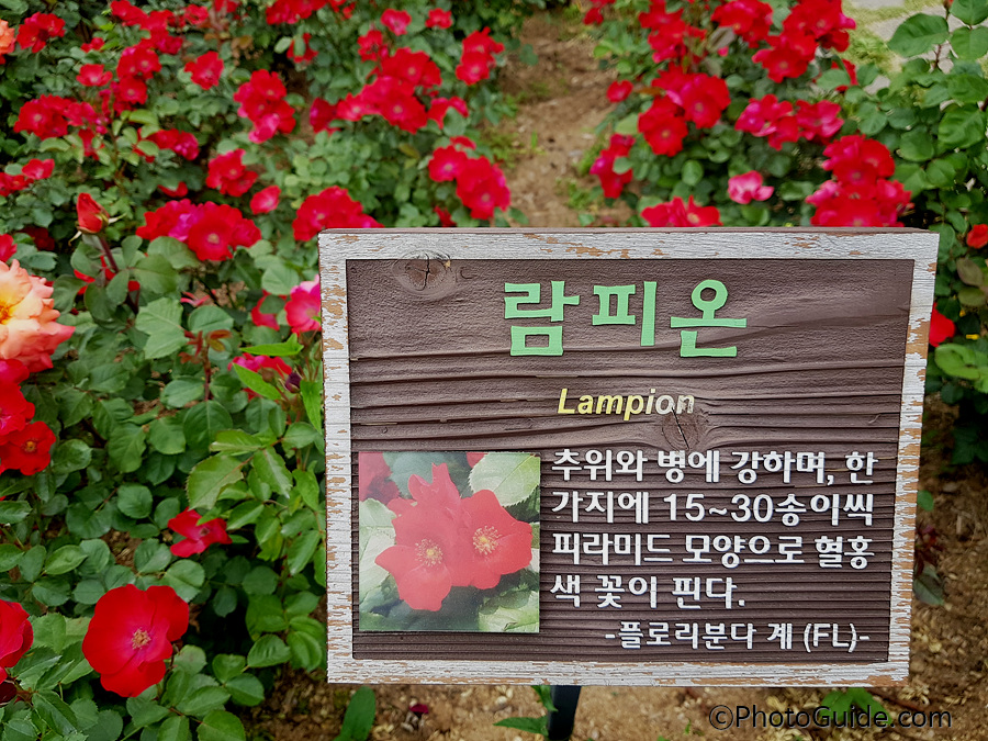 람피온