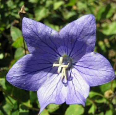 도라지 효능 부작용 고르는법 먹는법 꽃 총정리