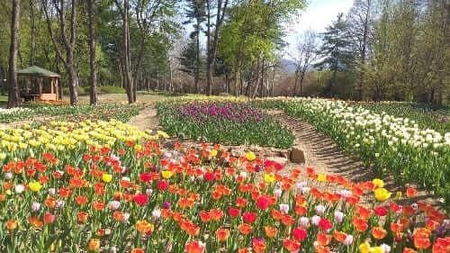 튤립-튜울립-꽃-피는시기-개화시기-색깔별-꽃말