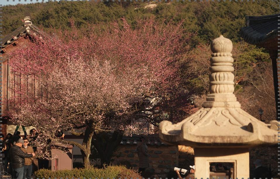  🌸 양산 통도사 홍매화 가이드: 봄의 전령 &amp;#39;자장매&amp;#39;와 함께하는 힐링 산책