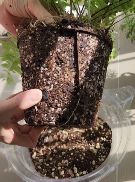 잔뿌리들이 꽉차기 직전의 모습