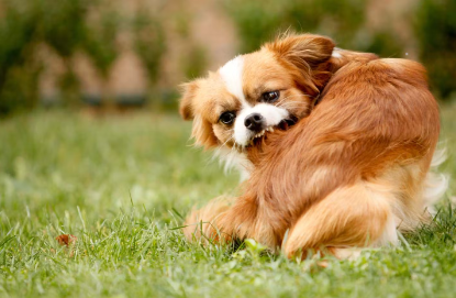 개의 피부염이나 탈모의 원인 가려운 강아지.