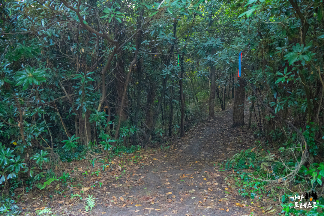 함덕 서우봉 정상 가는길