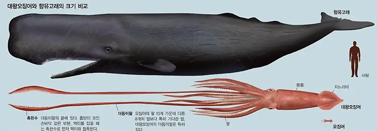 대왕(거대)오징어와 항유고래의 크기를 비교한 모습이다.