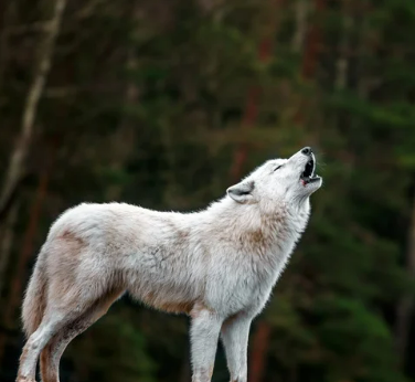 강아지 사람 좋아하는 이유, 유전자 변형 때문이라고?!