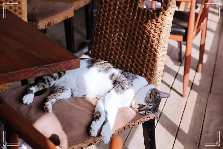 생방송오늘저녁 서울 근교 남양주 별내 토끼 고양이 강아지 뛰어노는 동물 체험 카페 맛집 추천