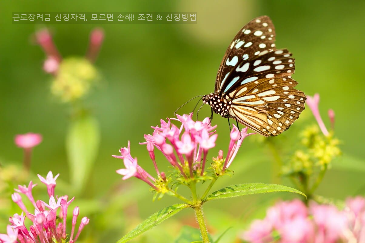 근로장려금 신청자격&amp;#44; 모르면 손해! 조건 &amp; 신청방법