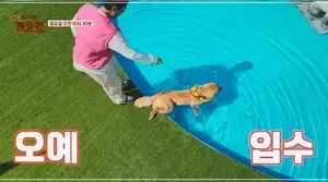 집-나가면-개호강-장소-팔레드-차밍-애견-동반-리조트