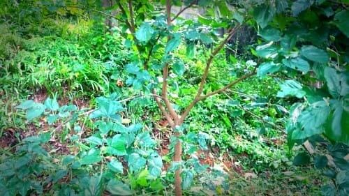 오디나무-뽕나무-전지전정-시기-가지치기