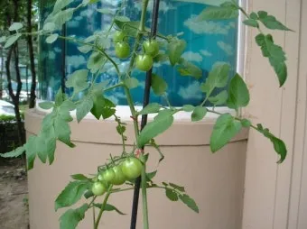 토마토 재배 지지대 설치 적심 유인 관리_3