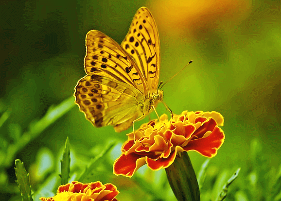 주황색 꽃 위에 노란색 계통의 큰 나비 한 마리가 앉아서 꿀을 빨아먹고 있다.