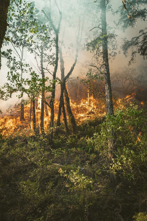 기후 변화와 산불의 관계: 기후 패턴 변화가 산불에 미치는 영향