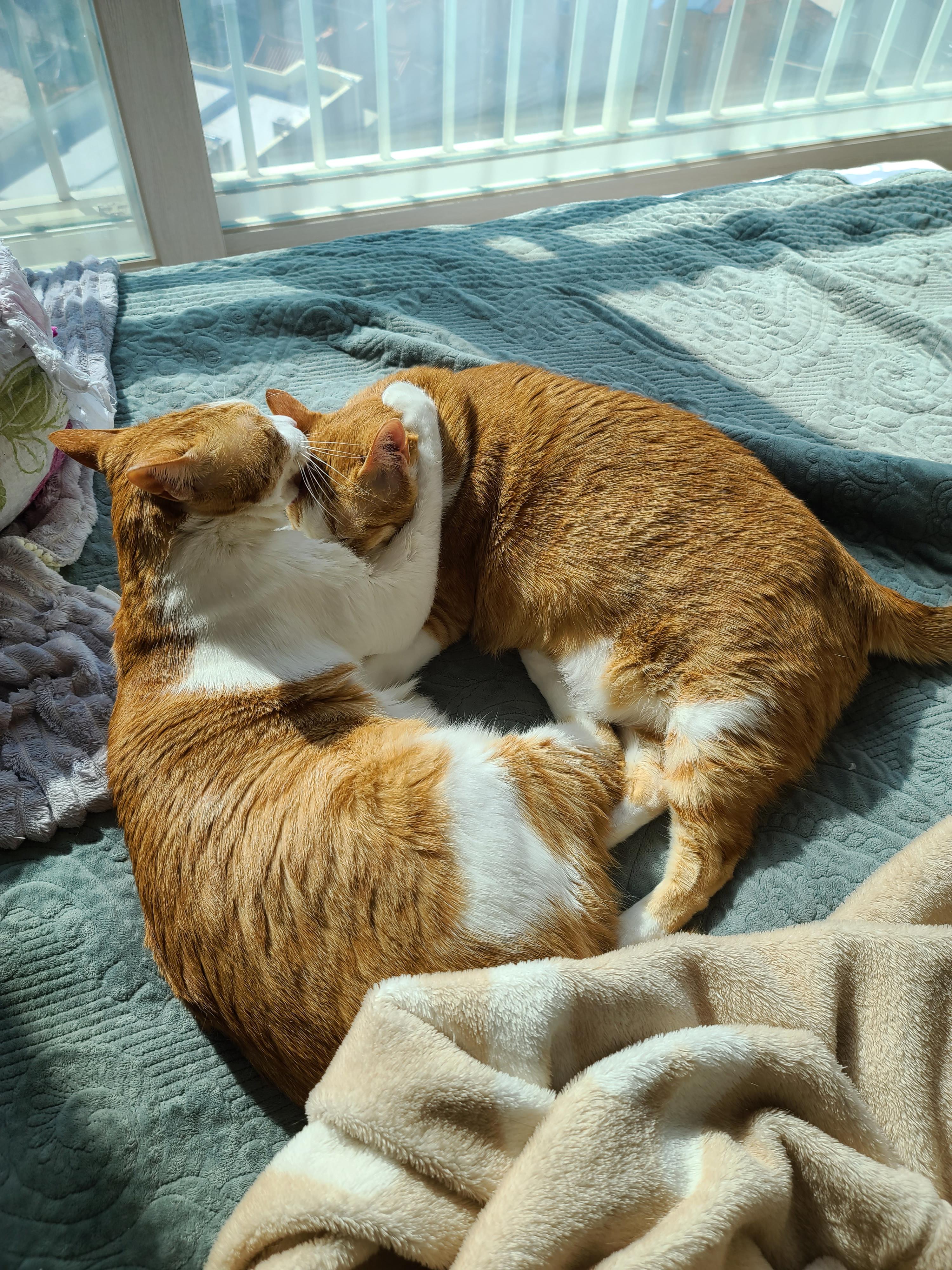 평안한 일요일 아침 아홉냥이들. 고양이를 불러모으는 전기장판.