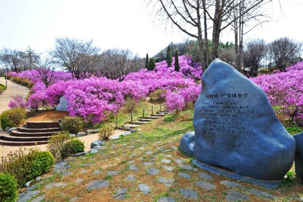 부천 원미산 진달래