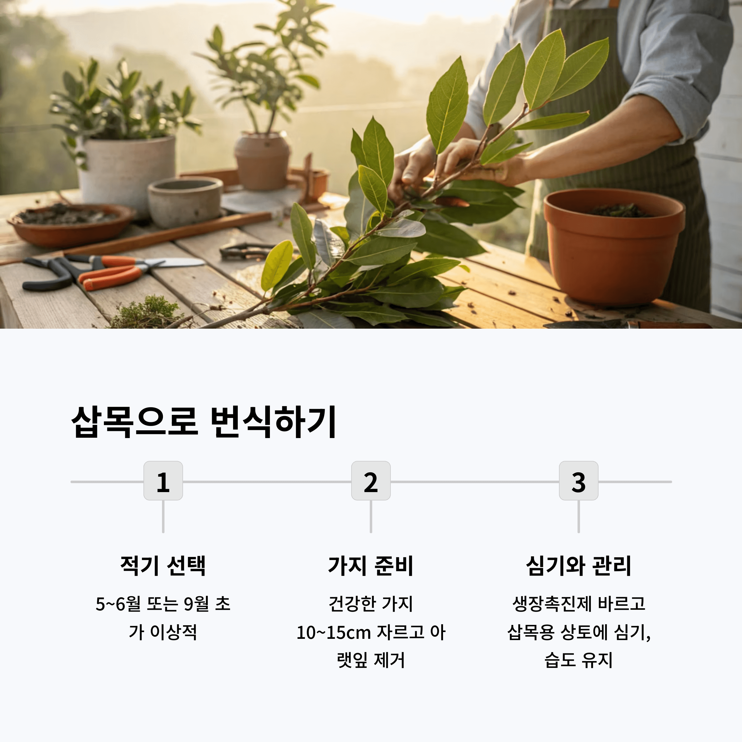 월계수 나무 삽목