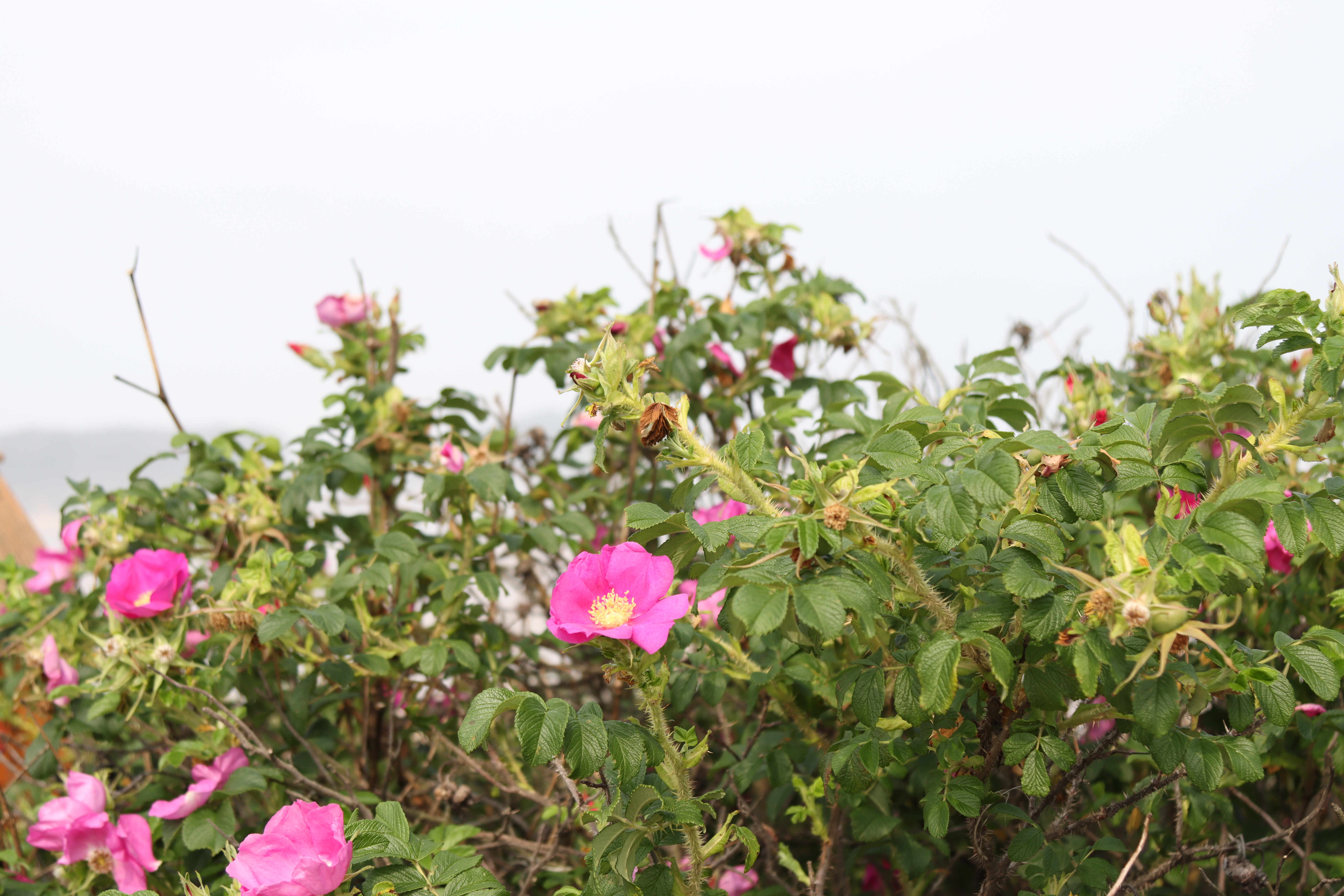 만리포해수욕장