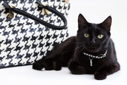 가방과 고양이.