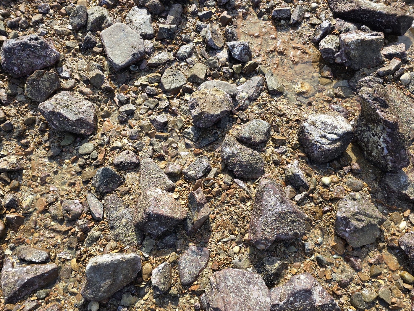 이곳에서 조개찾기