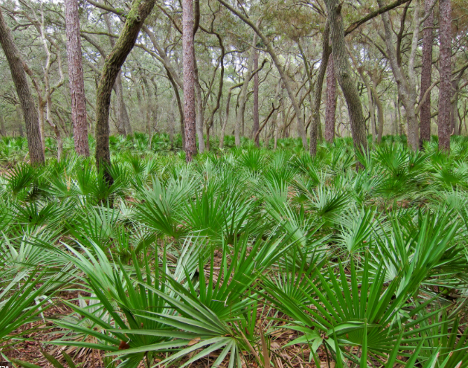 쏘팔메토 야자수 사진