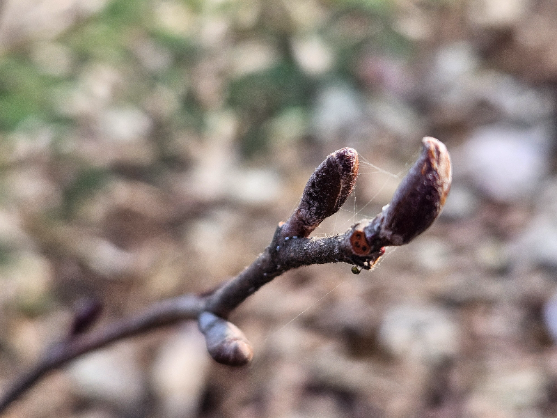 물오리나무 겨울눈1