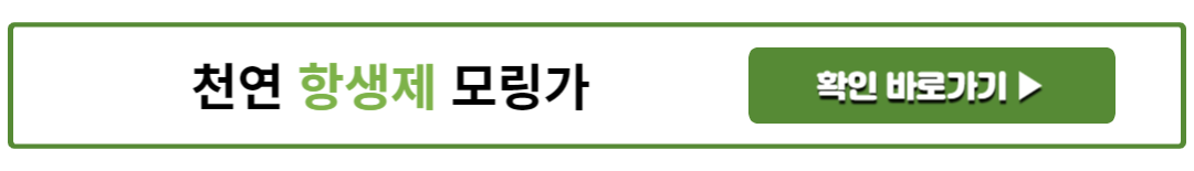 천연 항생제 모링가