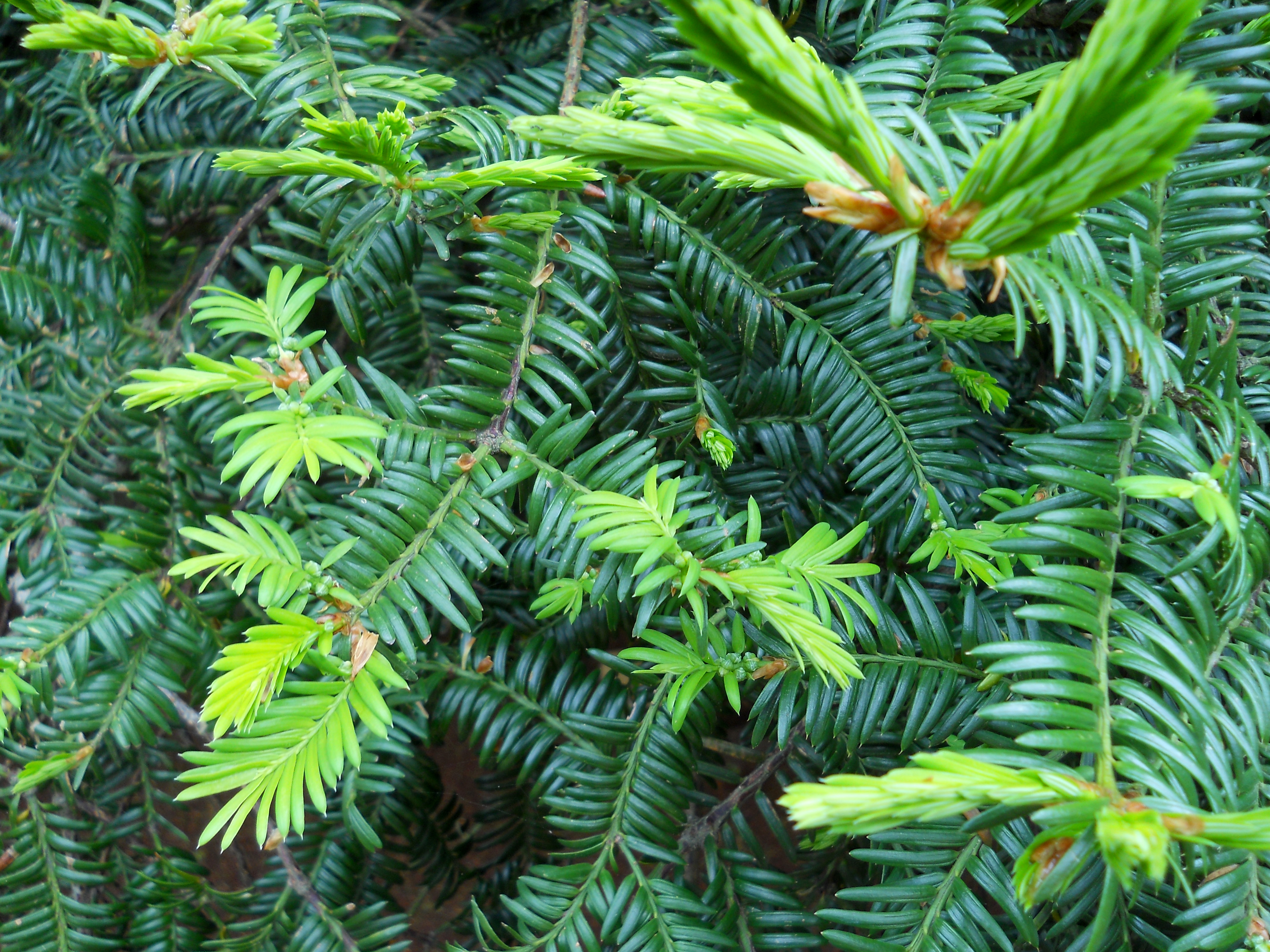 비자림(Bijarim Forest)