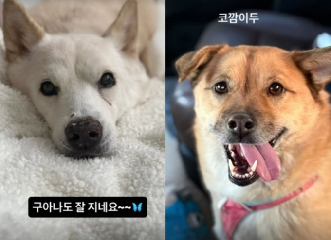 이효리 개물림 사고
