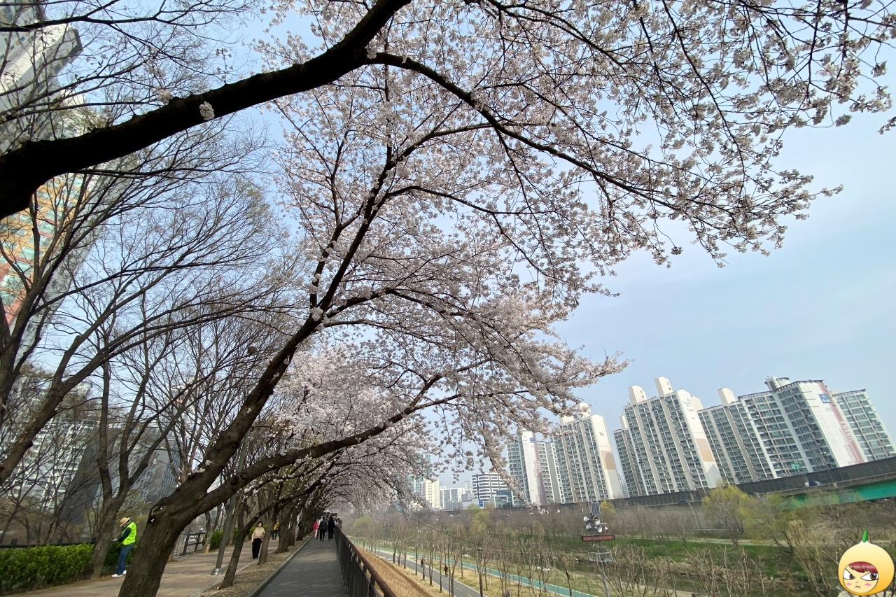 도림천 둑방길 벚꽃