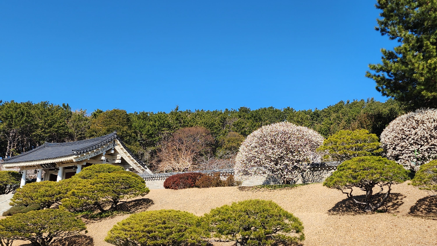 충렬사매화