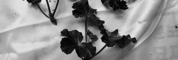 1-2개씩 순차적으로 가지치기