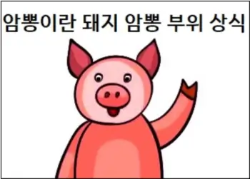 암뽕이란 돼지 암뽕 부위 상식