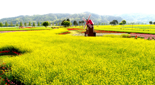생생정보 창녕 유채꽃 우포늪 안리마을 여행