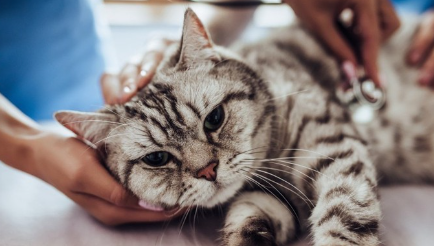 쇠약해진 고양이.