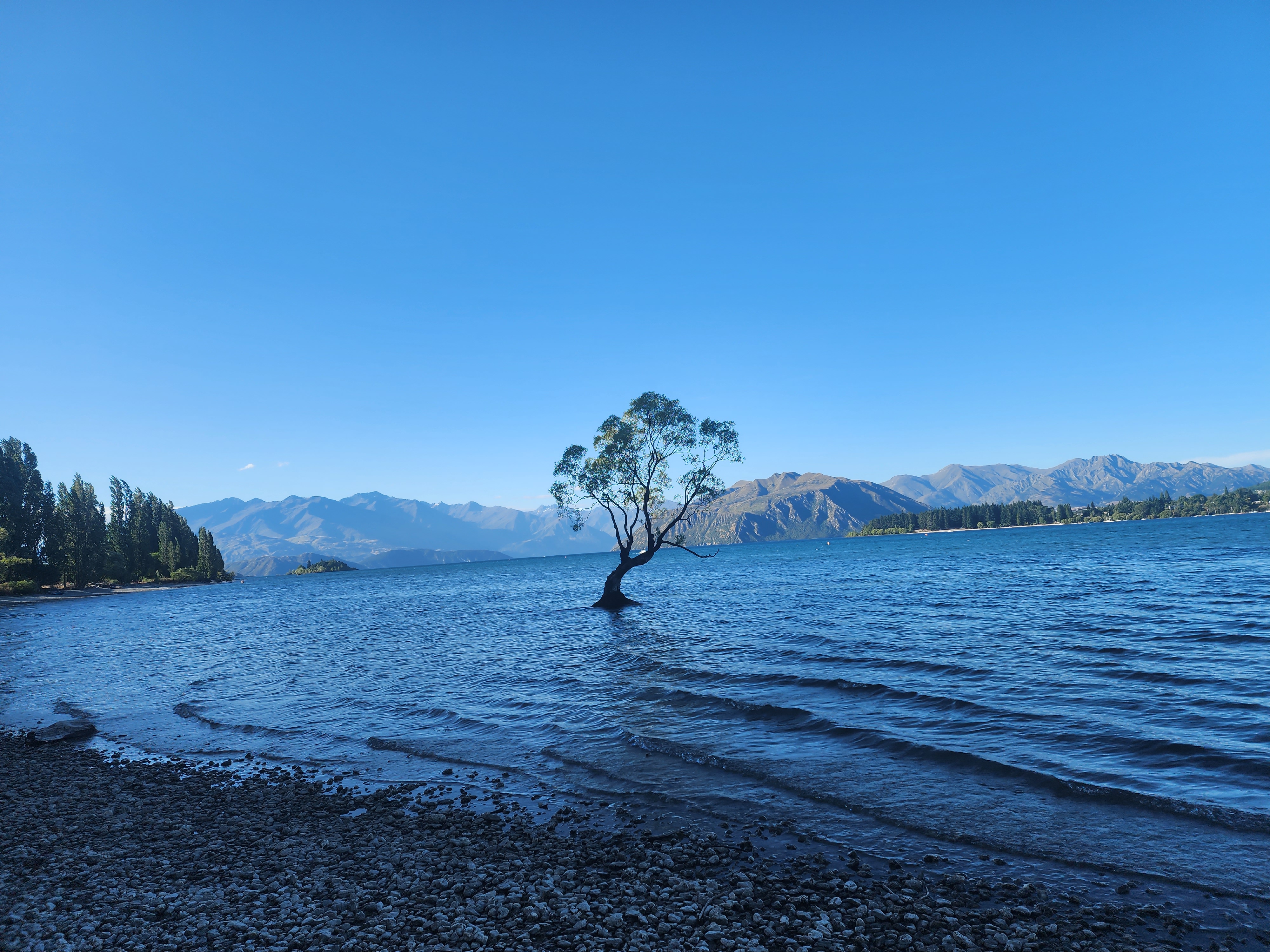 #ThatWanakaTree