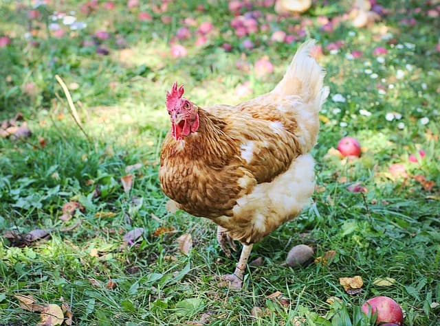 봄철에는 닭이 왜 더 아플까? 계절별 사육장 관리 팁