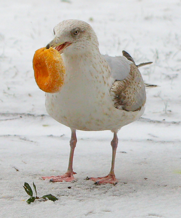 입에-도너츠를-물고-있는-갈매기