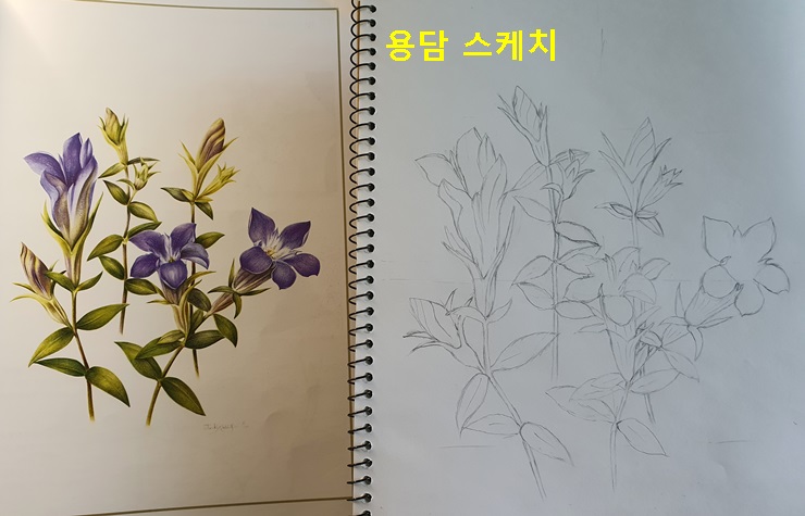 용담 스케치