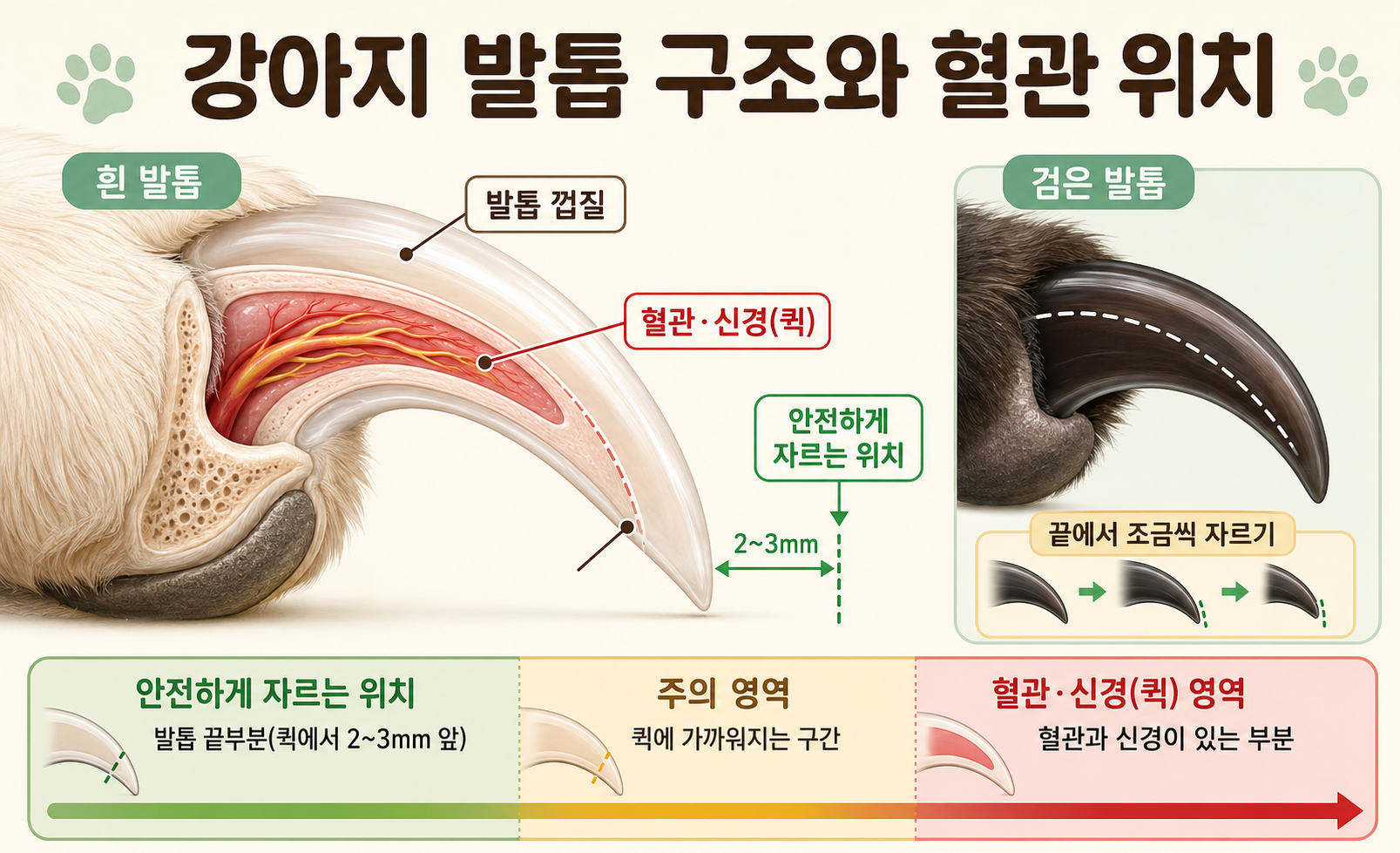 강아지 발톱 혈관 퀵 구조와 안전한 절단 위치 이미지