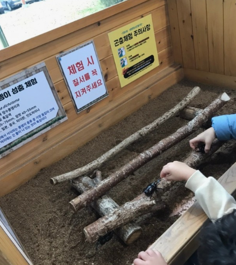 2024년도 대전 한밭수목원 곤충생태관 나비축제 체험