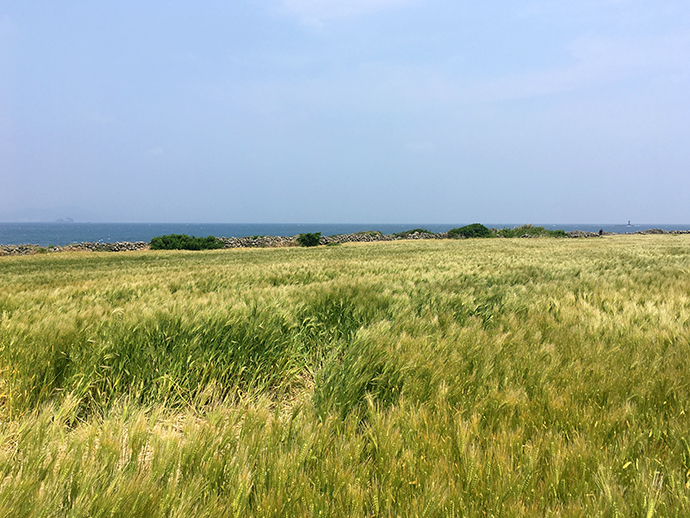 가파도-풍경-자전거-타고-즐기기15