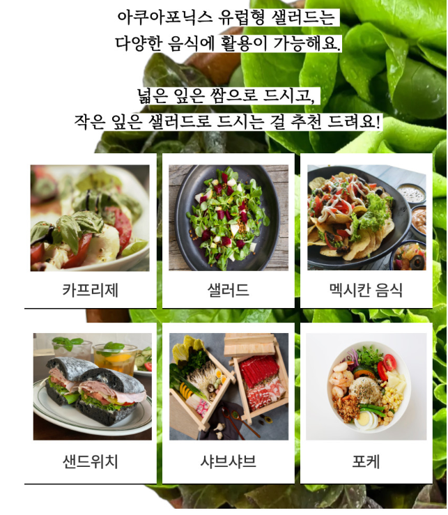 생방송투데이 이주의 장바구니 아쿠아포닉스 16종 유럽 잎채소 구매방법 밀양 플로우팜