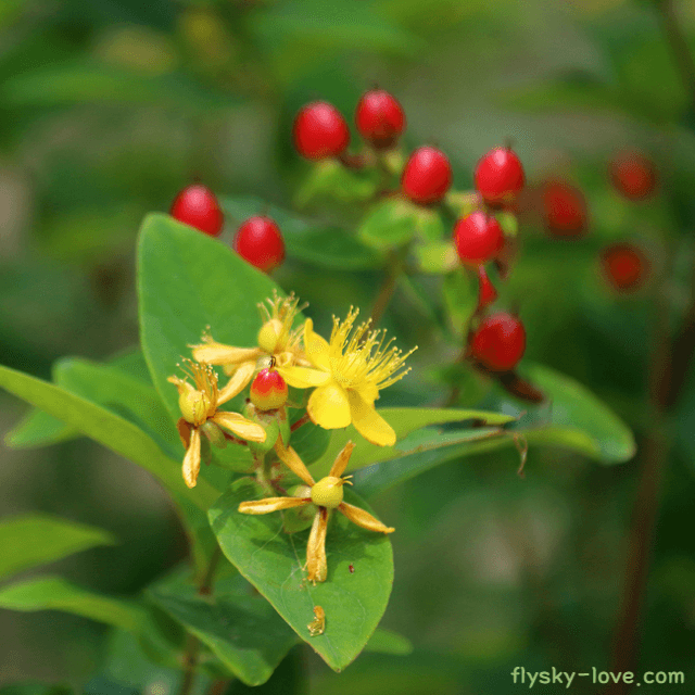 세인트존스워트 효능