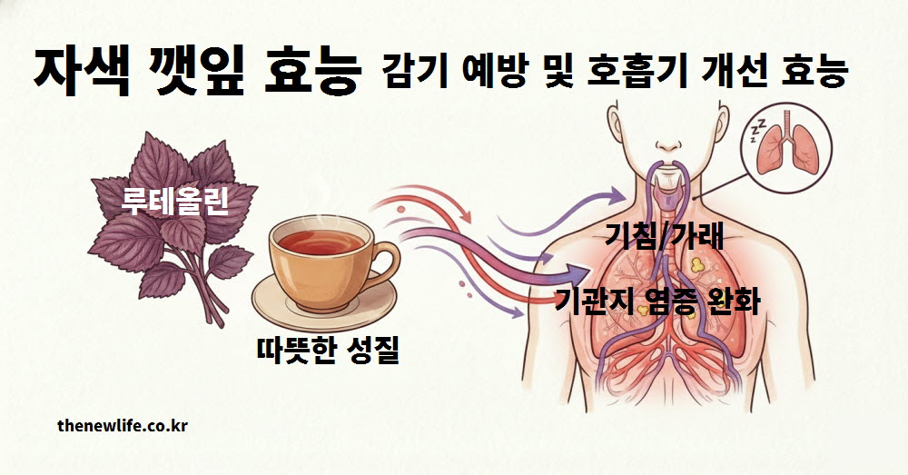 자색 깻잎 효능 감기 예방 및 호흡기 염증 개선