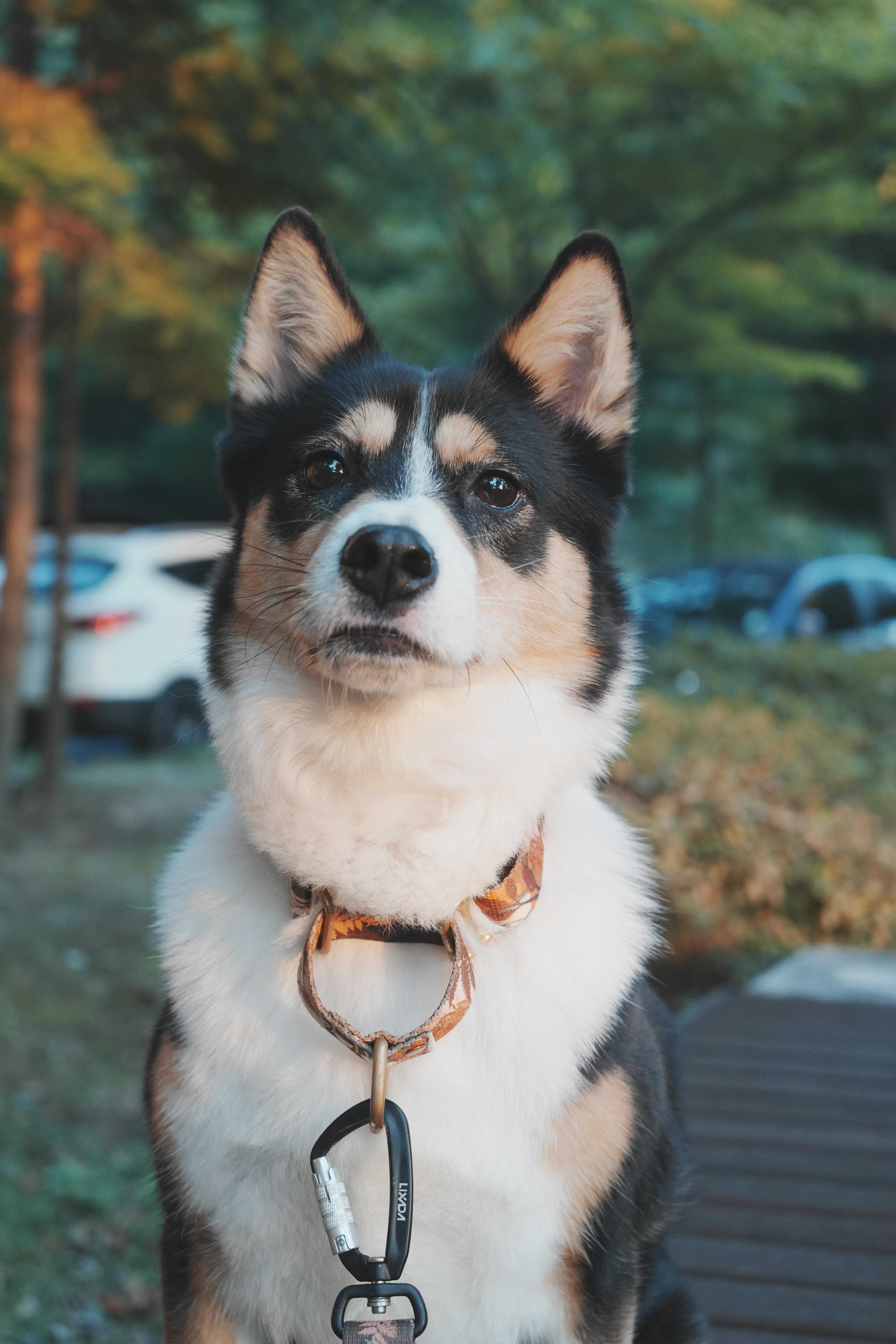 black and white jindo dogs photo with sony sel2860 lens