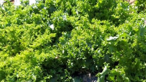 치커리-재배-꽃눈-분화-생장모습