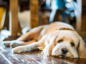 강아지 무기력? 에디슨병 증상 원인 및 치료법