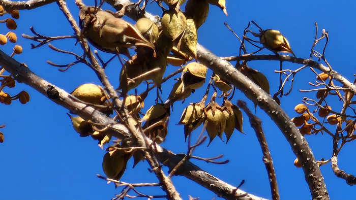 오동나무 열매 , 오동삭과( 梧桐蒴果) , 포동과(泡桐果)