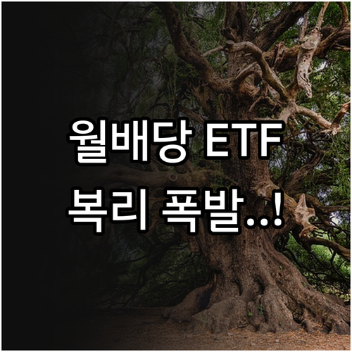 월배당 ETF 배당금 재투자를 통한 ..