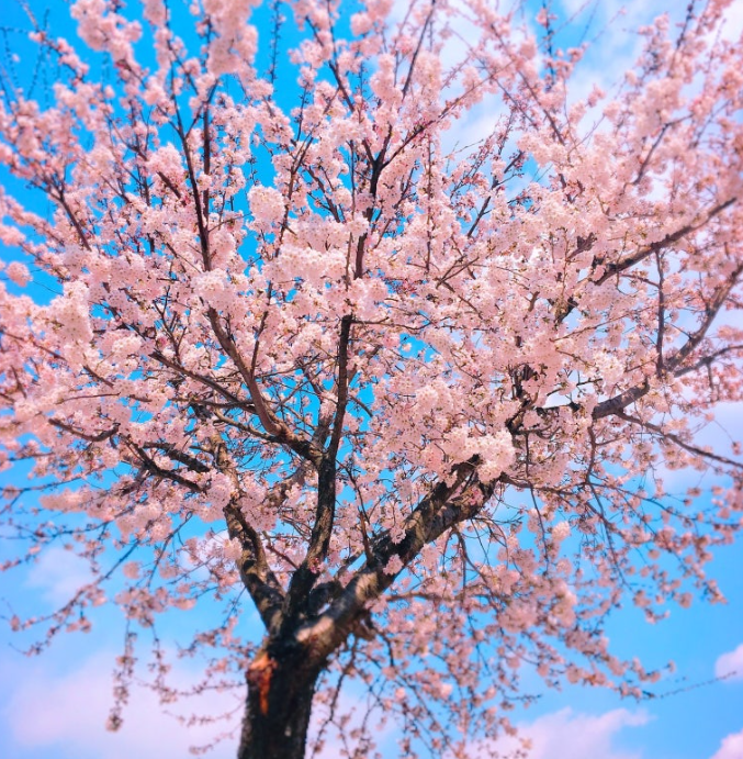 수도권 봄 당일치기 여행지 서울 근교 경기 인천