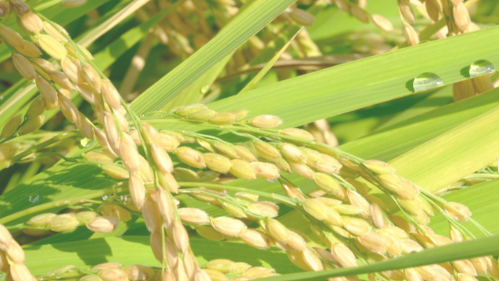 계절의 변화를 세분화한 24 절기 중 '소만' 이해하기